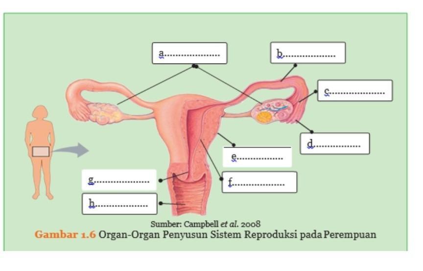 Detail Gambar Organ Reproduksi Wanita Beserta Fungsinya Nomer 5