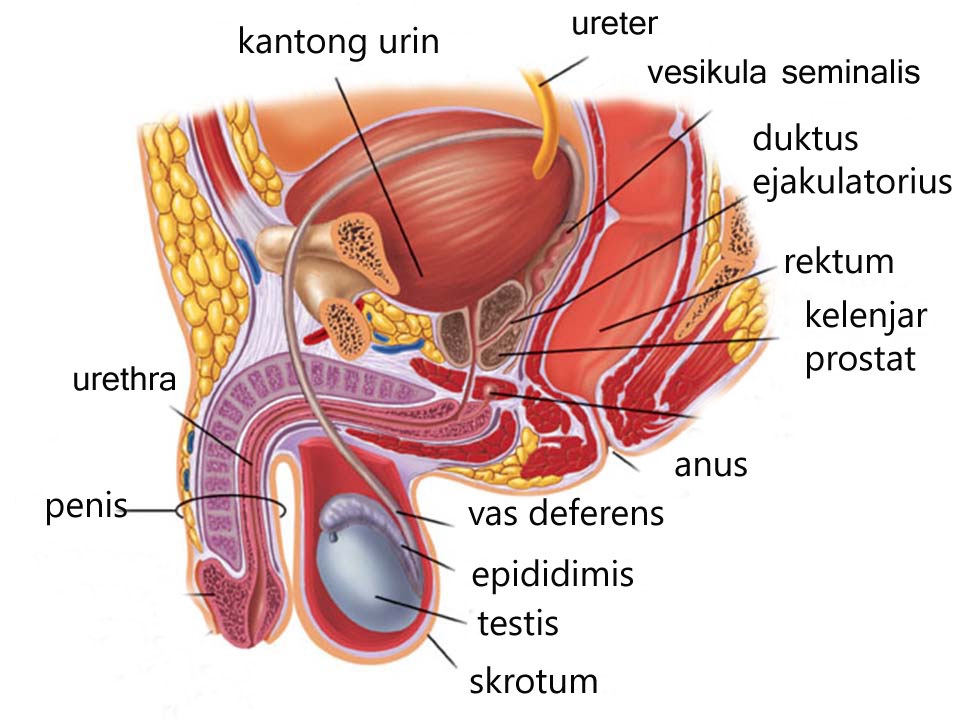 Detail Gambar Organ Reproduksi Wanita Beserta Fungsinya Nomer 48