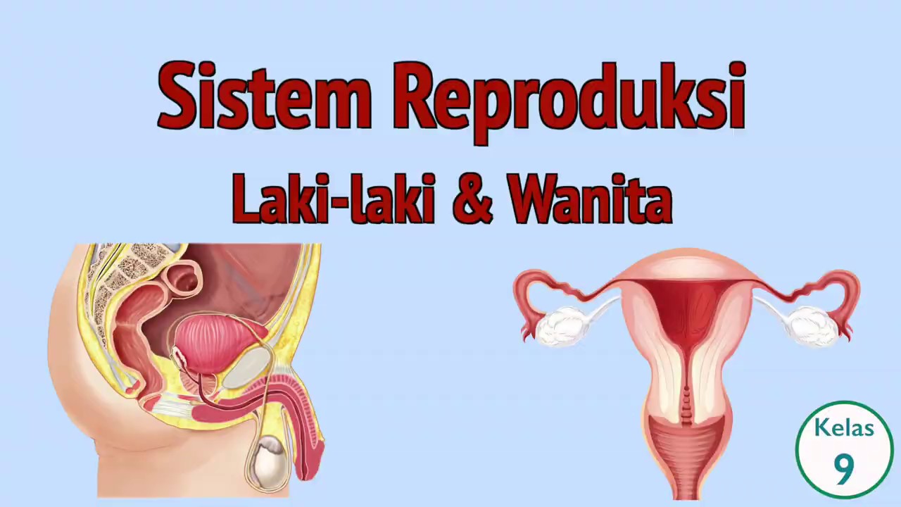 Detail Gambar Organ Reproduksi Wanita Beserta Fungsinya Nomer 49