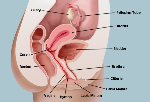 Detail Gambar Organ Reproduksi Wanita Beserta Fungsinya Nomer 52