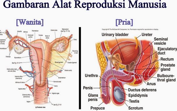 Detail Gambar Organ Reproduksi Wanita Beserta Fungsinya Nomer 7