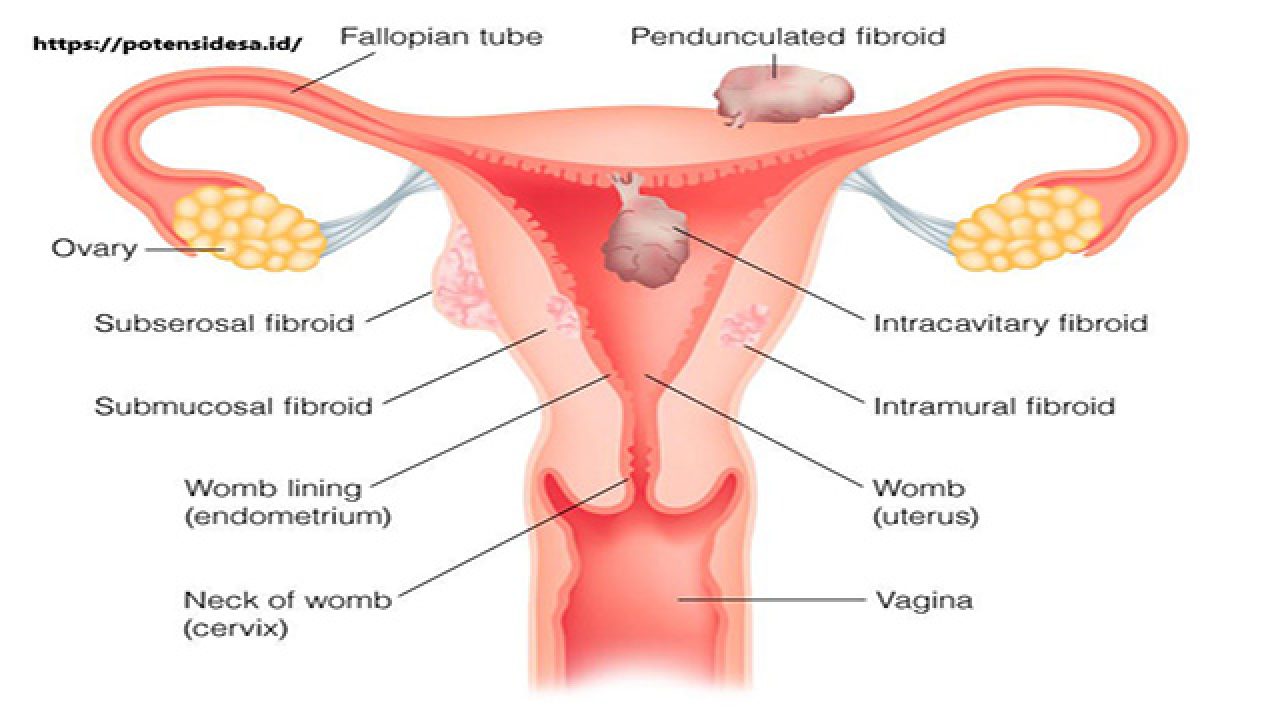 Detail Gambar Organ Reproduksi Wanita Dan Fungsinya Nomer 11