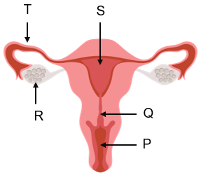 Detail Gambar Organ Reproduksi Wanita Dan Fungsinya Nomer 13