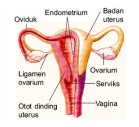 Detail Gambar Organ Reproduksi Wanita Dan Fungsinya Nomer 17
