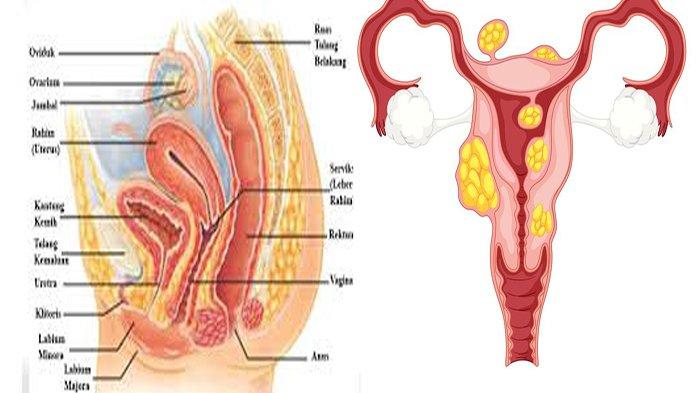 Detail Gambar Organ Reproduksi Wanita Dan Fungsinya Nomer 19