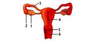 Detail Gambar Organ Reproduksi Wanita Dan Fungsinya Nomer 23