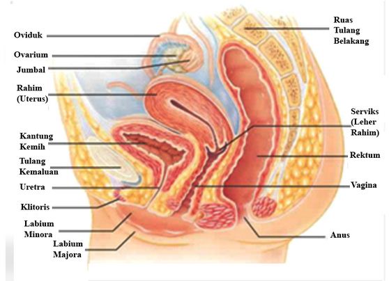 Detail Gambar Organ Reproduksi Wanita Dan Fungsinya Nomer 38