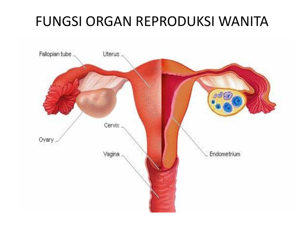 Detail Gambar Organ Reproduksi Wanita Dan Fungsinya Nomer 40