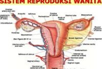 Detail Gambar Organ Reproduksi Wanita Dan Fungsinya Nomer 55