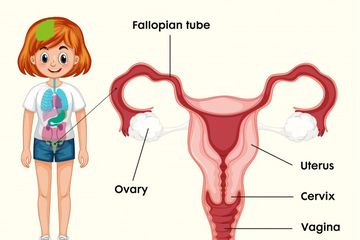 Detail Gambar Organ Reproduksi Wanita Dan Fungsinya Nomer 7