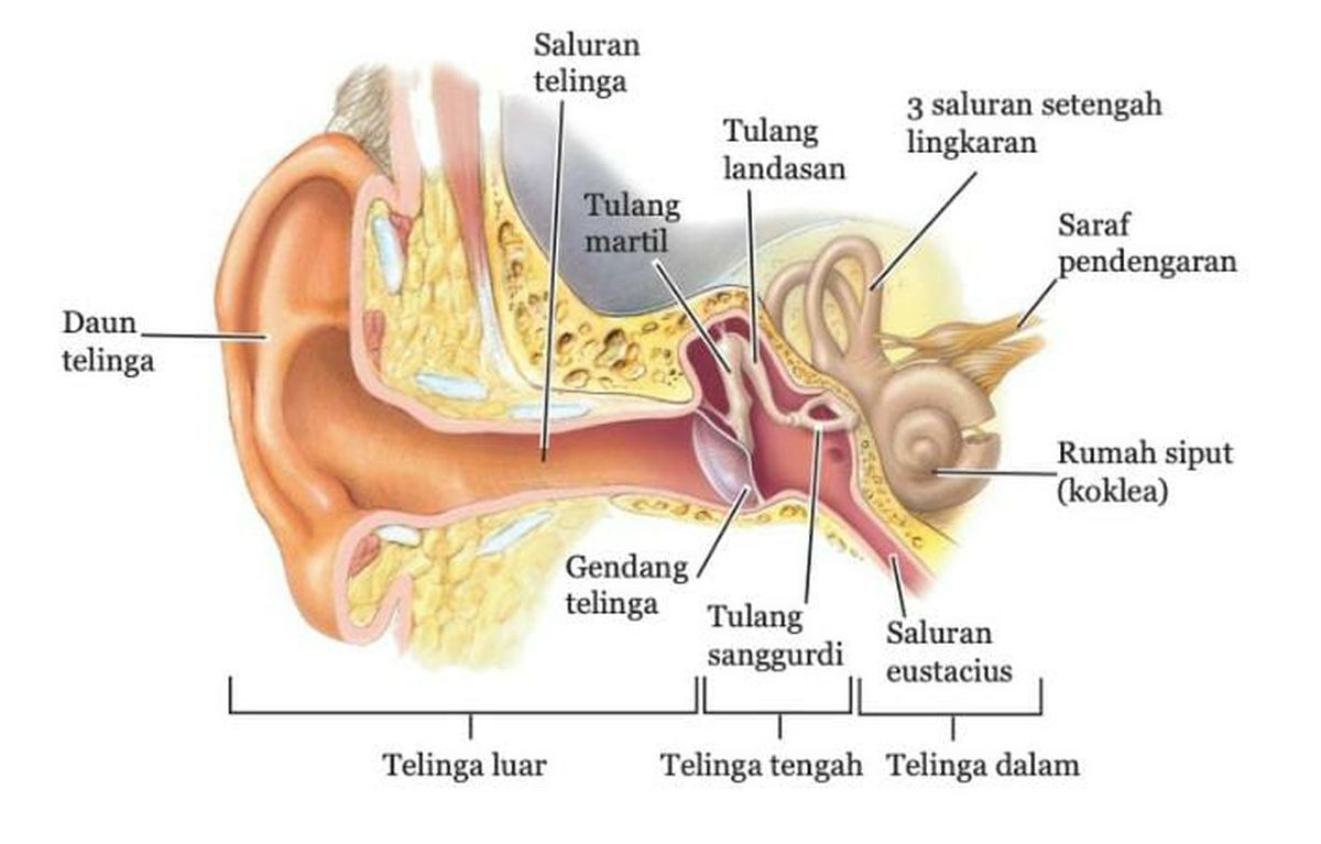 Gambar Organ Telinga Dan Fungsinya - KibrisPDR