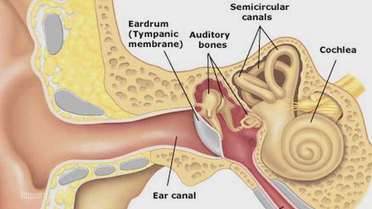 Detail Gambar Organ Telinga Dan Fungsinya Nomer 19