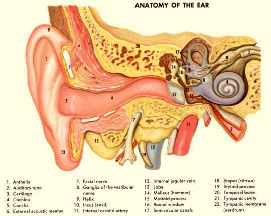 Detail Gambar Organ Telinga Dan Fungsinya Nomer 26