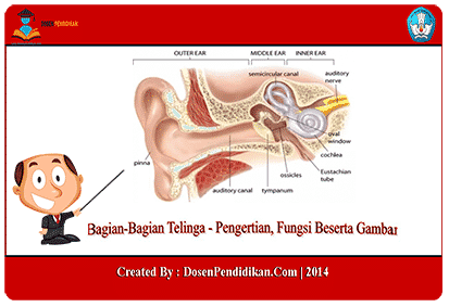 Detail Gambar Organ Telinga Dan Fungsinya Nomer 27