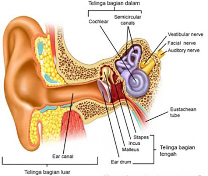 Detail Gambar Organ Telinga Dan Fungsinya Nomer 3