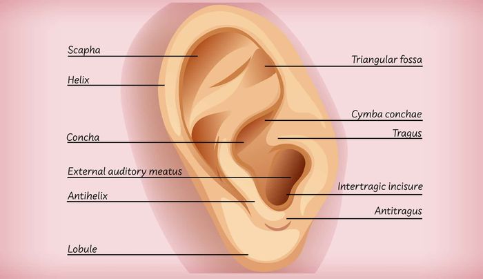 Detail Gambar Organ Telinga Manusia Dan Fungsinya Nomer 17