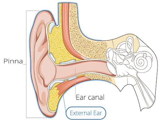 Detail Gambar Organ Telinga Manusia Dan Fungsinya Nomer 18