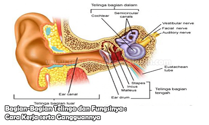 Detail Gambar Organ Telinga Manusia Dan Fungsinya Nomer 27