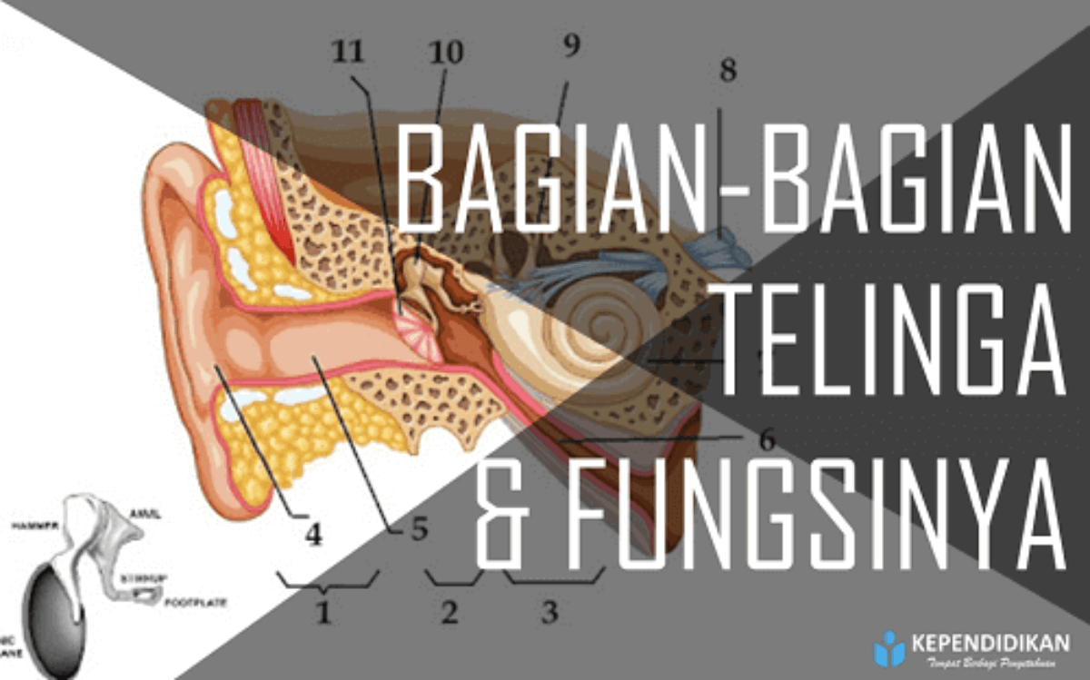 Detail Gambar Organ Telinga Manusia Dan Fungsinya Nomer 37