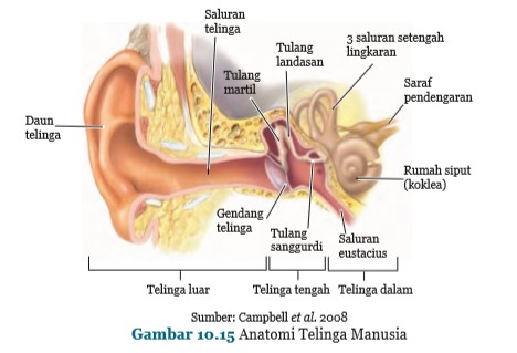 Detail Gambar Organ Telinga Manusia Dan Fungsinya Nomer 48