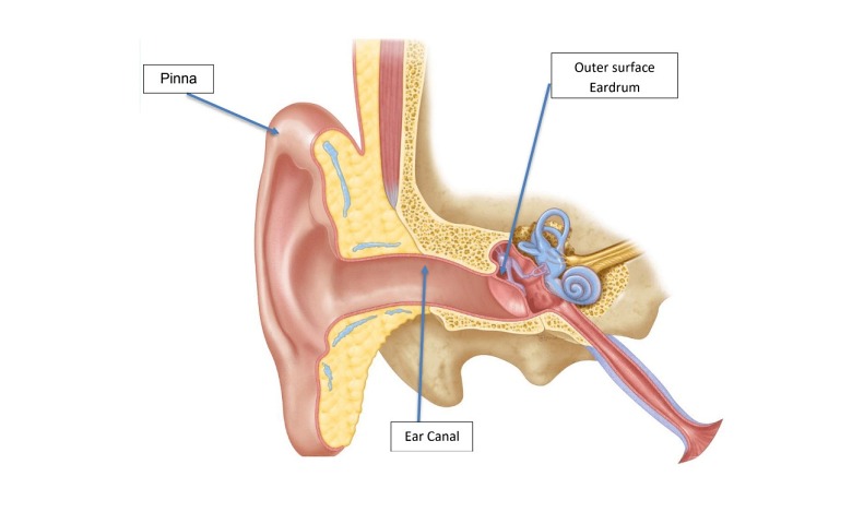 Detail Gambar Organ Telinga Manusia Dan Fungsinya Nomer 8