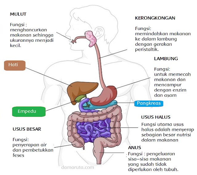 Detail Gambar Organ Tubuh Beserta Bagiannya Nomer 12