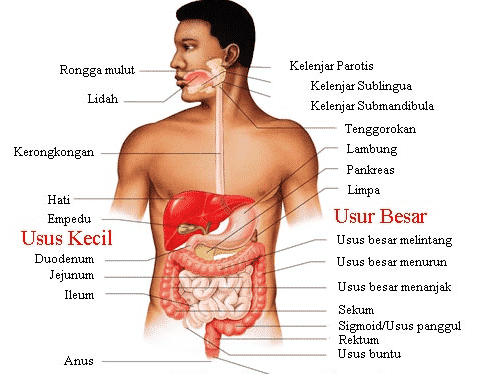 Detail Gambar Organ Tubuh Beserta Bagiannya Nomer 13