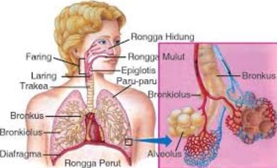 Detail Gambar Organ Tubuh Beserta Bagiannya Nomer 14