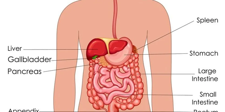 Detail Gambar Organ Tubuh Beserta Bagiannya Nomer 15