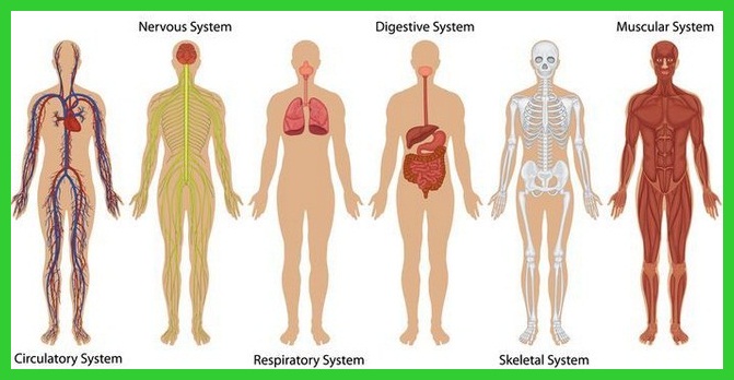 Detail Gambar Organ Tubuh Beserta Bagiannya Nomer 24