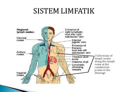 Detail Gambar Organ Tubuh Beserta Bagiannya Nomer 25