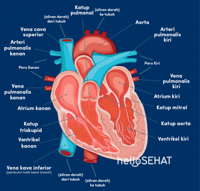 Detail Gambar Organ Tubuh Beserta Bagiannya Nomer 28