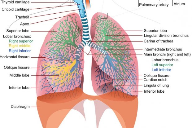 Detail Gambar Organ Tubuh Beserta Bagiannya Nomer 40