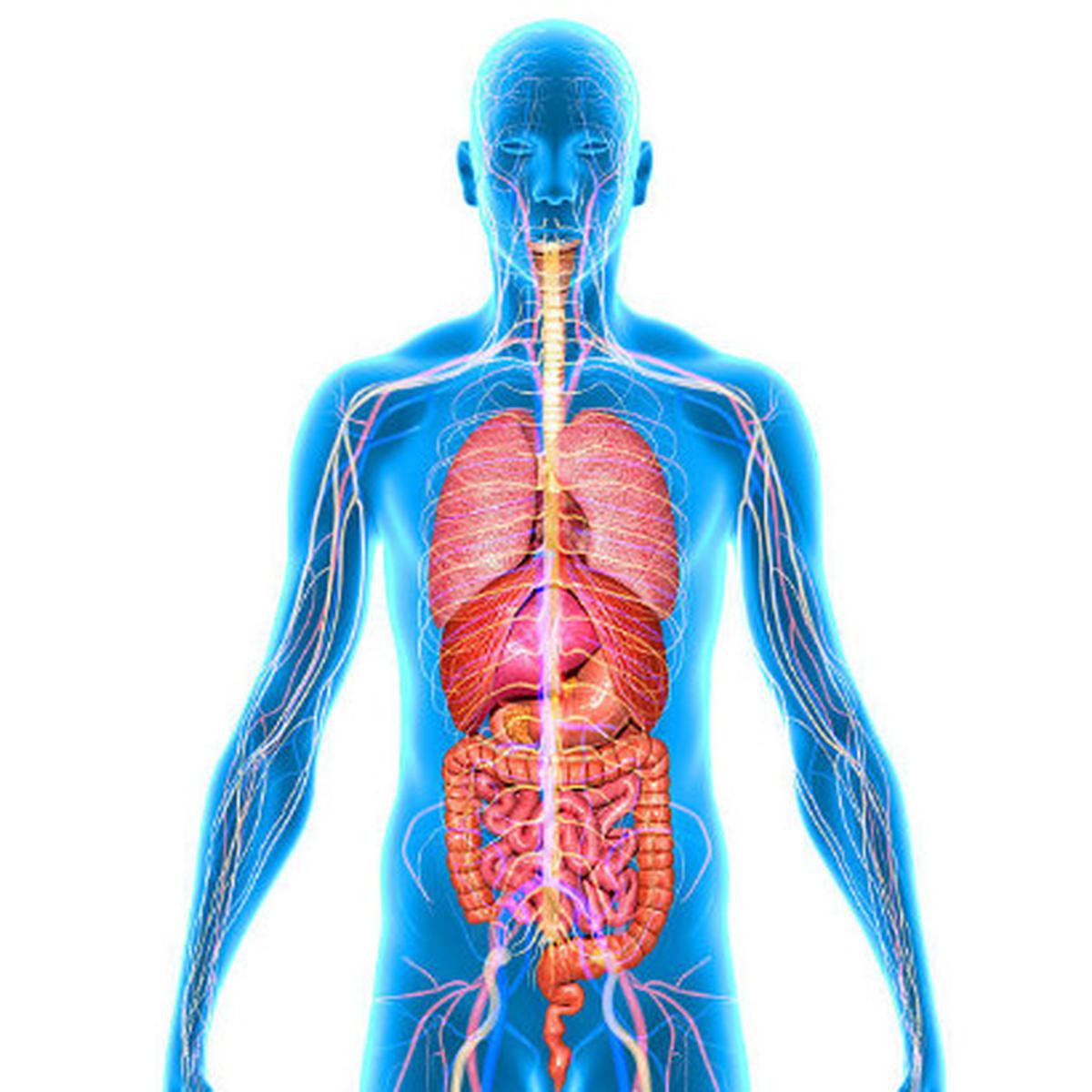 Detail Gambar Organ Tubuh Beserta Bagiannya Nomer 43