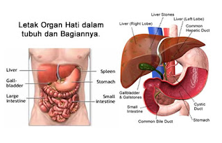 Detail Gambar Organ Tubuh Beserta Bagiannya Nomer 49