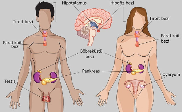 Detail Gambar Organ Tubuh Beserta Bagiannya Nomer 8