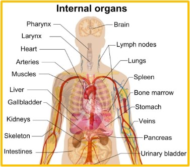 Detail Gambar Organ Tubuh Dan Fungsinya Nomer 18