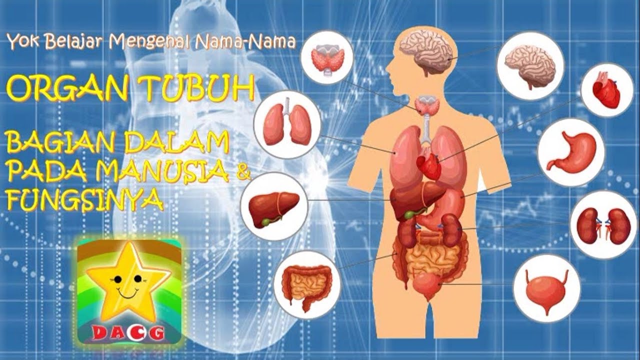 Detail Gambar Organ Tubuh Dan Fungsinya Nomer 19