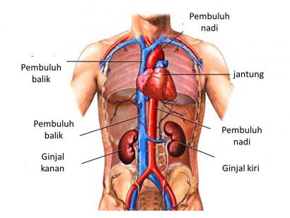 Detail Gambar Organ Tubuh Dan Fungsinya Nomer 20