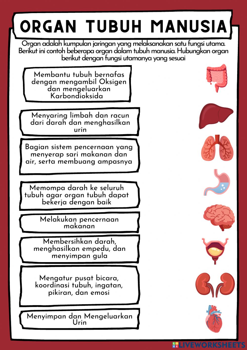 Detail Gambar Organ Tubuh Dan Fungsinya Nomer 4