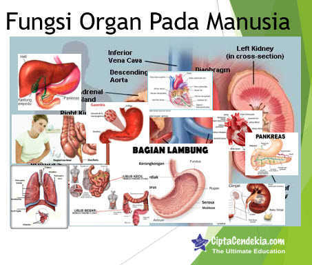 Detail Gambar Organ Tubuh Dan Fungsinya Nomer 28