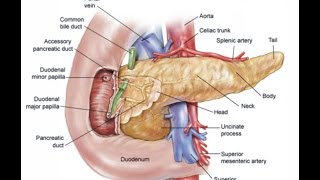 Detail Gambar Organ Tubuh Dan Fungsinya Nomer 31