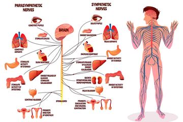 Detail Gambar Organ Tubuh Dan Fungsinya Nomer 36