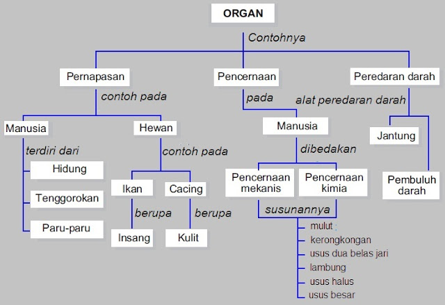 Detail Gambar Organ Tubuh Dan Fungsinya Nomer 45