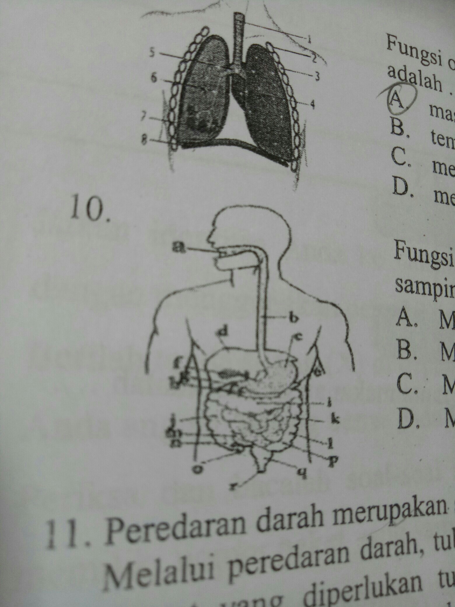 Detail Gambar Organ Tubuh Dan Fungsinya Nomer 53