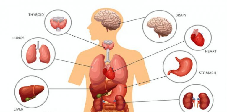 Detail Gambar Organ Tubuh Manusia Nomer 11