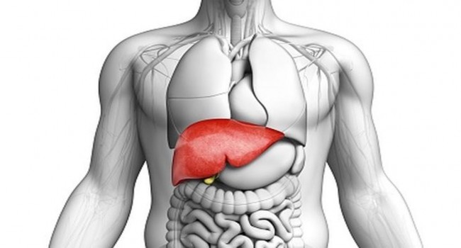 Detail Gambar Organ Tubuh Manusia Nomer 13