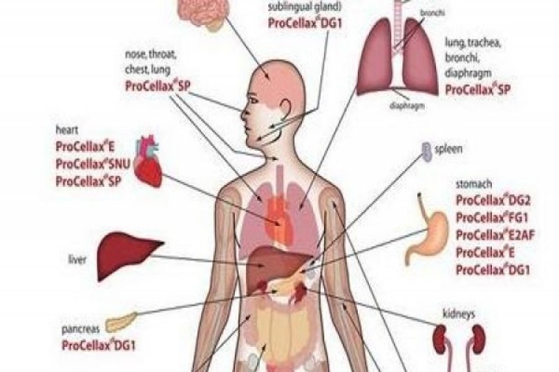 Detail Gambar Organ Tubuh Manusia Nomer 2