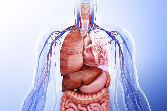 Detail Gambar Organ Tubuh Manusia Nomer 26