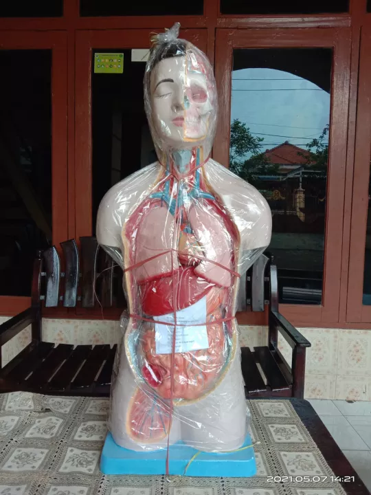 Detail Gambar Organ Tubuh Manusia Nomer 40